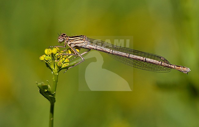 Adult female White-legged Damselfly (Platycnemis pennipes) resting on a yellow flower at the Kampina in the Netherlands. stock-image by Agami/Fazal Sardar,