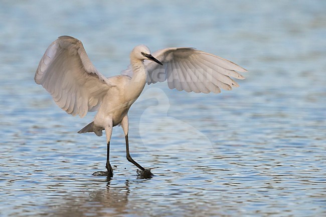 Vliegende Kleine Zilverreiger, Little Egret in flight stock-image by Agami/Daniele Occhiato,