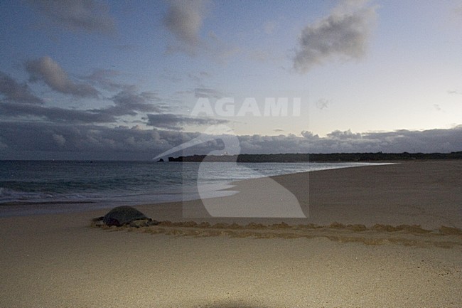  stock-image by Agami/Marc Guyt,