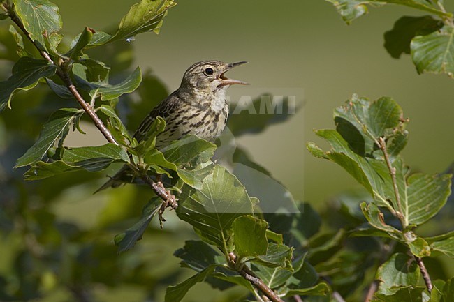 Tree Pipit singing; Boompieper zingend stock-image by Agami/Daniele Occhiato,