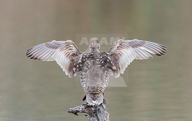 Marbled Teal (Marmaronetta angustirostris) in Spain. Also known as Marbled Duck. Part of a Spanish conservation project. stock-image by Agami/Marc Guyt,