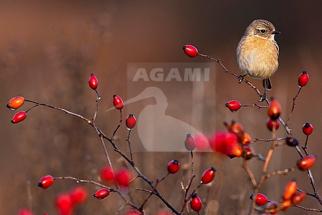 European Stonechat (Saxicola rubicola) in Italy. stock-image by Agami/Daniele Occhiato,