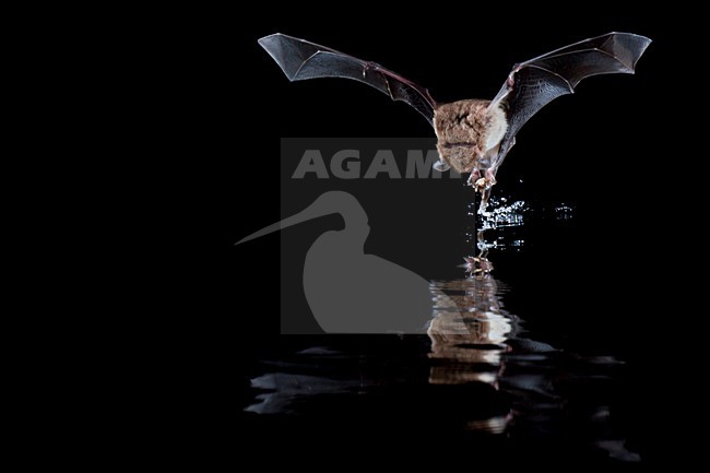 Watervleermuis jagend boven water; Daubentons bat hunting near water stock-image by Agami/Theo Douma,