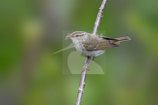 Adult male Arctic Warbler
(Phylloscopus borealis) perched on a branch in the taiga slope of the Mount Kvarkush, Ural Mountain, Russian Federation. stock-image by Agami/Vincent Legrand,