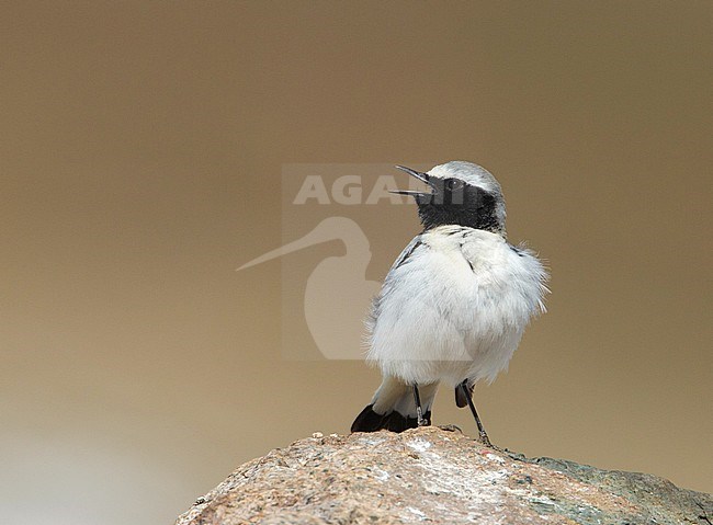 Mannetje Seebohms Tapuit; Male Seebohm's Wheatear (Oenanthe seebohmi) stock-image by Agami/Arie Ouwerkerk,