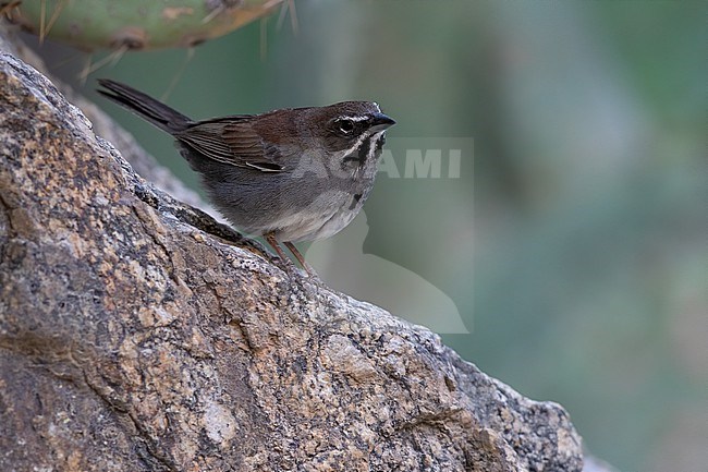 Five-striped Sparrow (Amphispiza quinquestriata) perched stock-image by Agami/Dubi Shapiro,