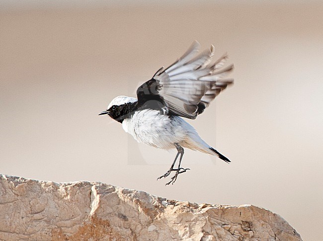 Volwassen Oostelijke Rouwtapuit. Adult Eastern Mourning Wheatear stock-image by Agami/Marc Guyt,
