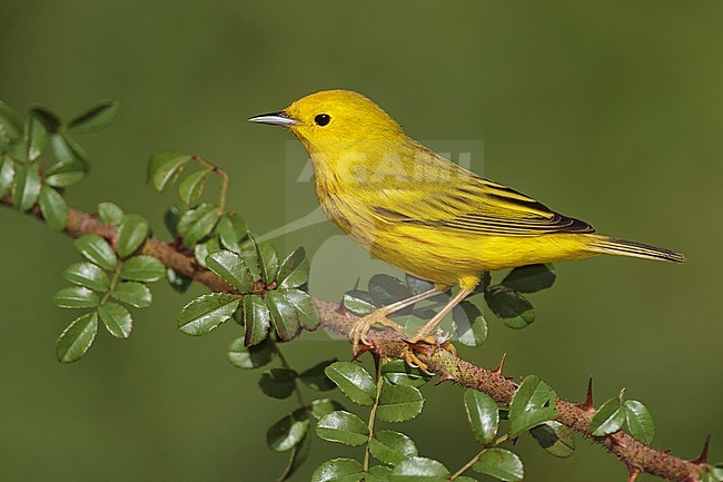 Adult male
Galveston Co., TX
April 2012 stock-image by Agami/Brian E Small,