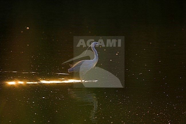 Foeragerende Kleine Zilverreiger; Foraging Little Egret stock-image by Agami/Menno van Duijn,