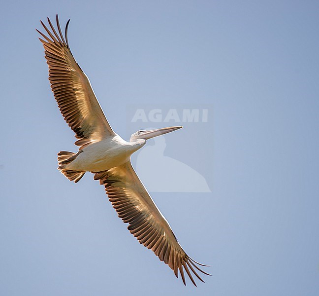 Pink-backed pelican (Pelecanus rufescens) in Uganda. Bird in flight. stock-image by Agami/Dani Lopez-Velasco,