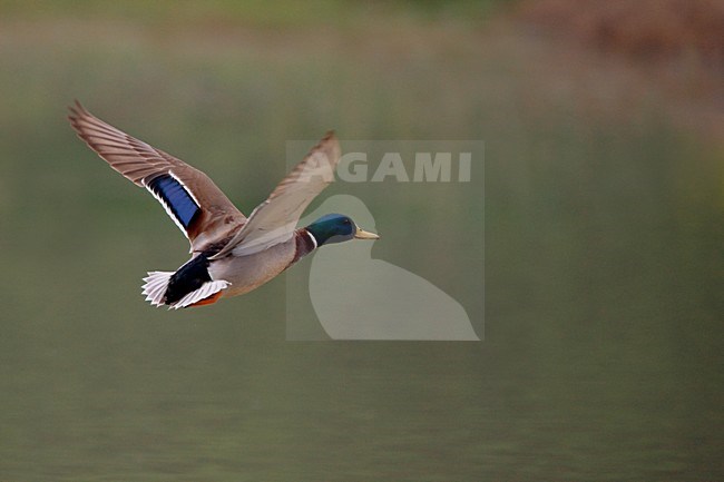 Wilde Eend vliegend; Mallard in flight stock-image by Agami/Daniele Occhiato,