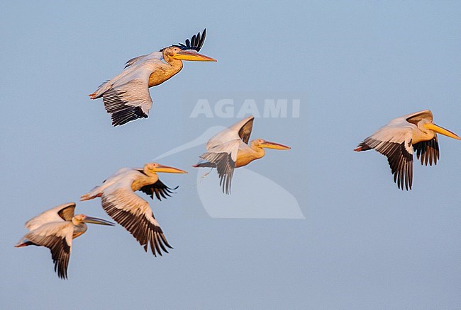 Flock of Great White Pelicans (Pelecanus onocrotalus) in flight during late evening light in Donau Delta, Romania. stock-image by Agami/Marc Guyt,