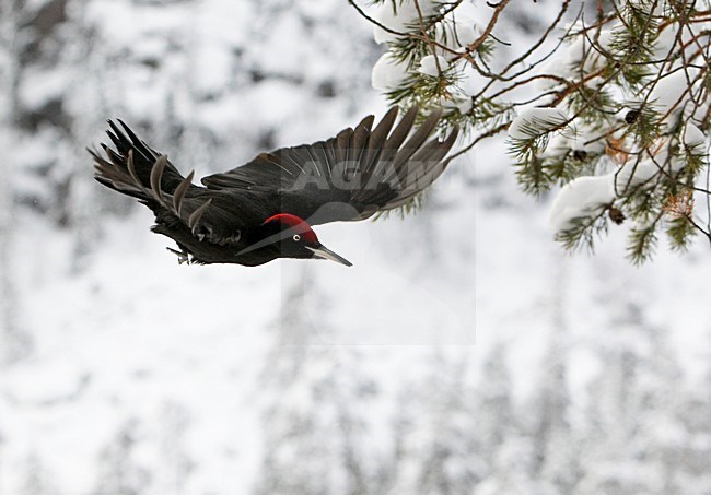 Zwarte Specht vliegend door bos; Black Woodpecker flying through forest stock-image by Agami/Markus Varesvuo,