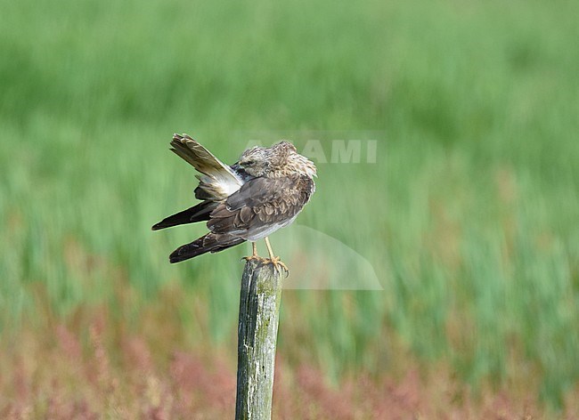 Male Marsh Harrier (Circus aeroginosus) perched on a pole on Texel, Netherlands stock-image by Agami/Rene Pop ,