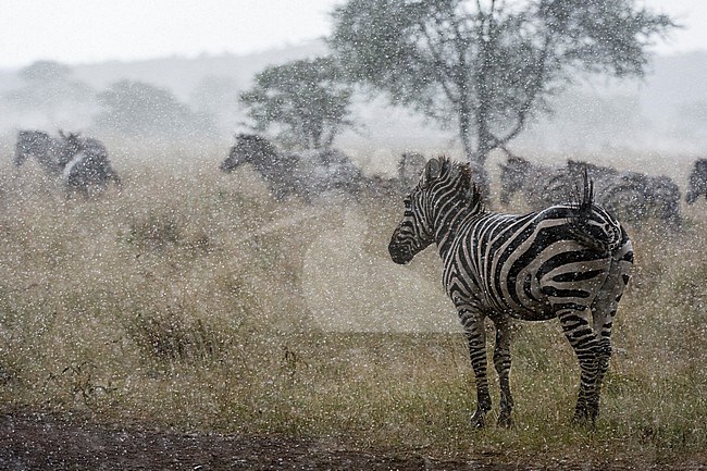 Plains zebras, Equus quagga, under the rain. Seronera, Serengeti National Park, Tanzania stock-image by Agami/Sergio Pitamitz,