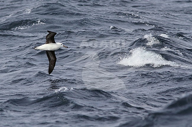 Immature Black-browed Albatross (Thalassarche melanophris) flying over the southern Atlantic ocean off South Africa. stock-image by Agami/Karel Mauer,