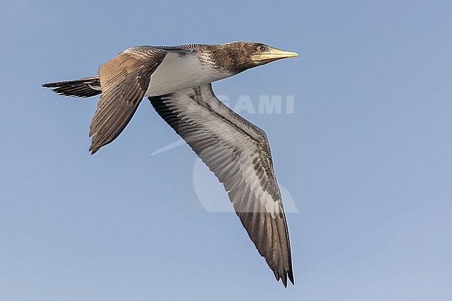 Immature Nazca Booby, Sula granti, on the Galapagos Islands, part of the Republic of Ecuador. stock-image by Agami/Pete Morris,