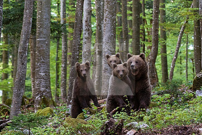 A female European brown bear, Ursus arctos, and her three cubs. Notranjska, Slovenia stock-image by Agami/Sergio Pitamitz,