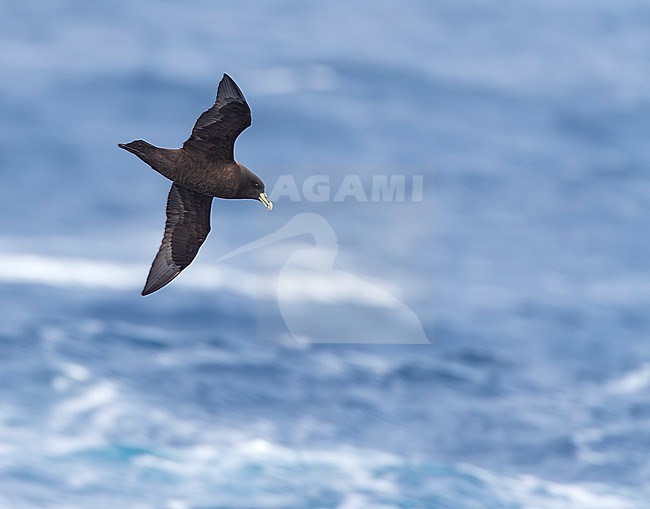 White-chinned Petrel, Procellaria aequinoctialis steadi, off the coast of New Zealand. stock-image by Agami/Marc Guyt,