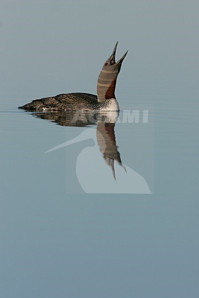 Zwemmende Roodkeelduiker in zomerkleed; Swimming Red-throated Loon in summer plumage stock-image by Agami/Menno van Duijn,