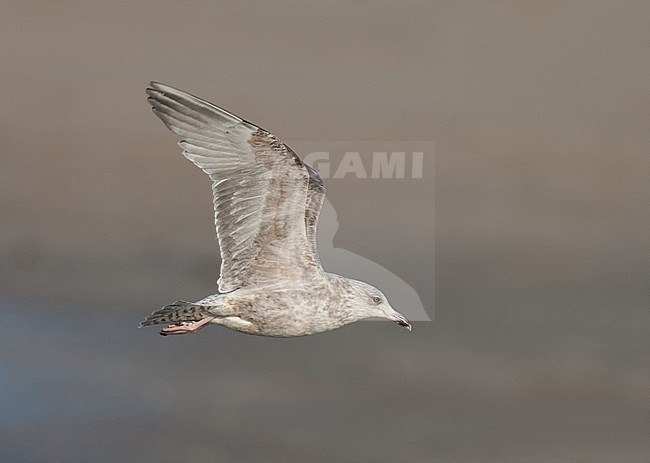 Immature European Herring Gull (Larus argentatus) in flight along the coast of Katwijk in the Netherlands. Side view, showing under wing. stock-image by Agami/Arnold Meijer,