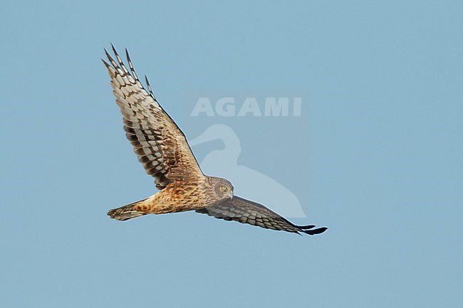 Immature Northern Harrier (Circus hudsonius) in flight
Riverside Co., California, USA.
November 2016 stock-image by Agami/Brian E Small,