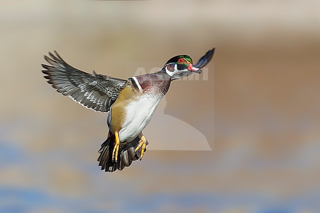 Adult male
Bernalillo Co., NM
November 2014 stock-image by Agami/Brian E Small,