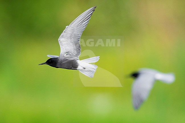 Black Tern (Chlidonias niger), sde view of adults in flight, Campania, Italy stock-image by Agami/Saverio Gatto,