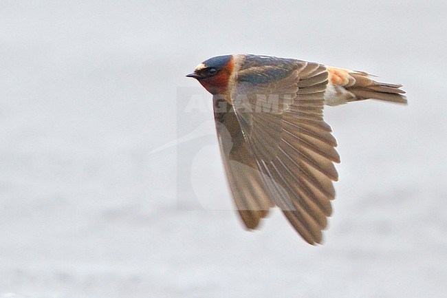 Cliff Swallow (Petrochelidon pyrrhonota) flying over a river in Manitoba, Canada. stock-image by Agami/Glenn Bartley,
