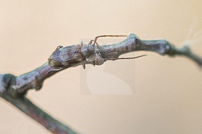 Exocentrus lusitanus - Wimperhornbock, Germany (Baden-Württemberg), imago stock-image by Agami/Ralph Martin,