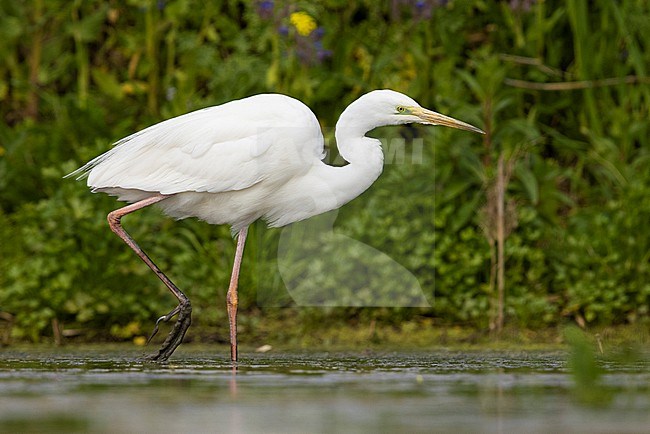 Great Egret (Ardea alba), side view of an adult walking in a pond, Campania, Italy stock-image by Agami/Saverio Gatto,