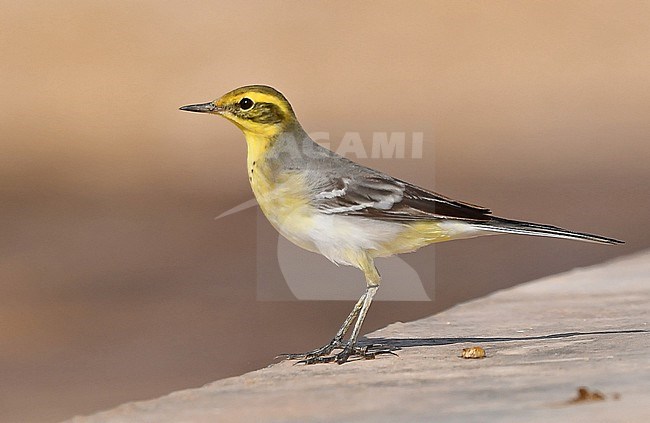 A female Citrine Wagtail at it's wintering grounds in Oman stock-image by Agami/Eduard Sangster,