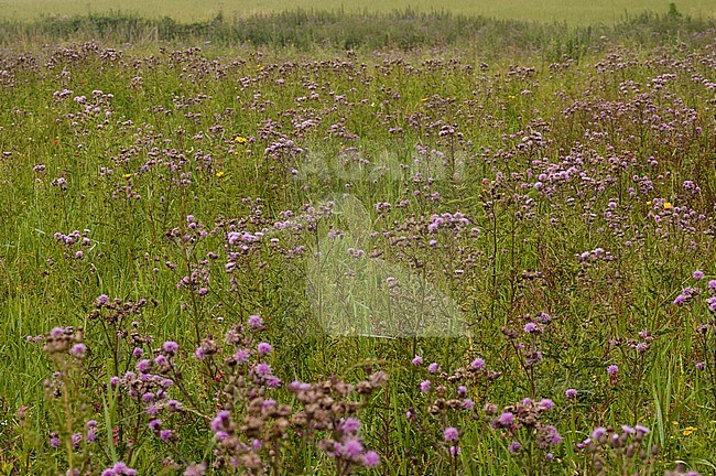Veld met bloeiende Akkerdistel; Field of flowering Creeping Thistle stock-image by Agami/Marc Guyt,