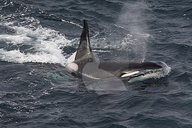 Killer Whale (Orcinus orca) swimming off the coast of Scotland. stock-image by Agami/Hugh Harrop,