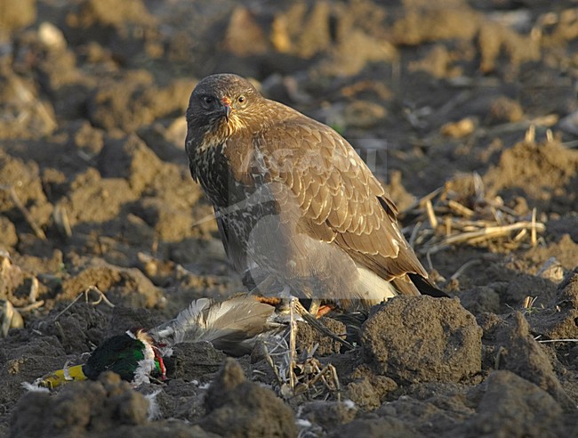 Common Buzzard perched on prey; Buizerd zittend op prooi stock-image by Agami/Hans Gebuis,