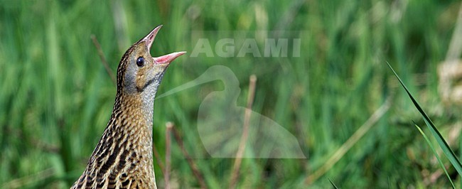 Roepende Kwartelkoning; Calling Corncrake stock-image by Agami/Markus Varesvuo,