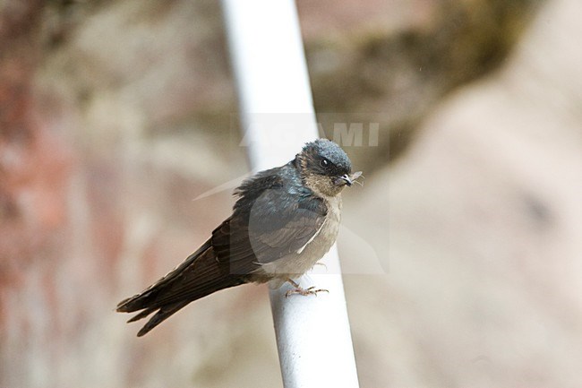 Muiszwaluw met vlieg; Brown-bellied Swallow with fly stock-image by Agami/Marc Guyt,