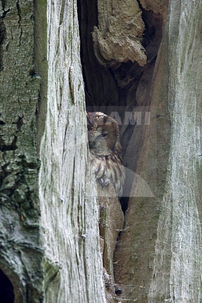 Bosuil verscholen in boom staand beeld; Tawny Owl hidden in tree upright image stock-image by Agami/Harvey van Diek,