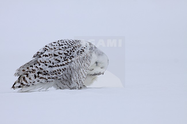 Sneeuwuil zittend en poetsend op besneeuwde grond; Snowy Owl perched and washing  ground with snow stock-image by Agami/Chris van Rijswijk,