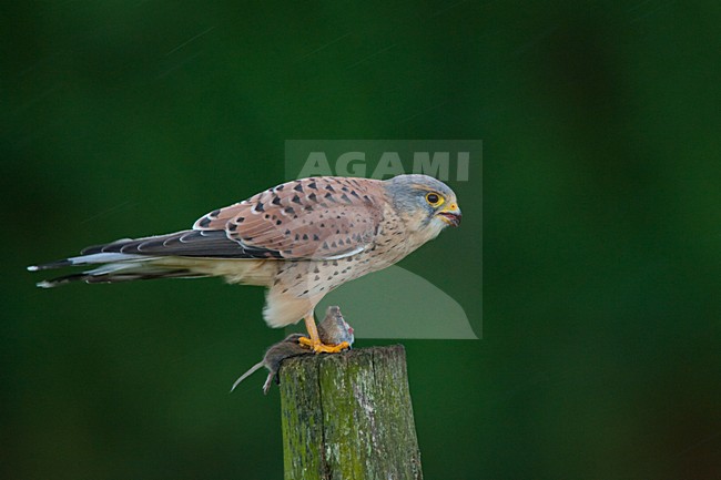 Torenvalk mannetje zittend met prooi; Common Kestrel male perched with prey stock-image by Agami/Menno van Duijn,