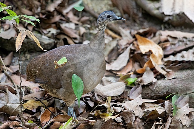 Great Tinamou (Tinamus major) on th ground in a rainforest in Guatemala. Subspecies percautus or robustus. stock-image by Agami/Dubi Shapiro,
