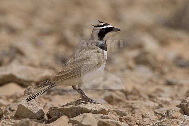 Temmincks Strandleeuwerik; Temminck's Lark stock-image by Agami/Daniele Occhiato,
