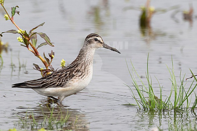 A Broad-billed Sandpiper (Calidris falcinellus) is seen standing in a wet patch of a farmers field. stock-image by Agami/Jacob Garvelink,