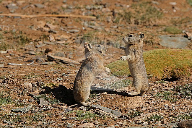 Ladak pika (Ochotona ladacensis) on Tibetan plateau, China. Two pikas fighting. stock-image by Agami/James Eaton,