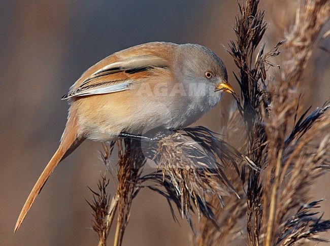 Baardman foeragerend in rietveld; Bearded Reedling foraging in reedbed stock-image by Agami/Markus Varesvuo,