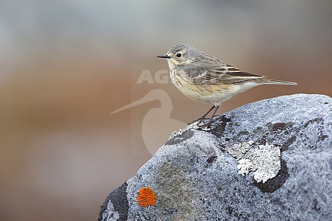 Adult American Buff-bellied Pipit (Anthus rubescens rubescens) perched on a rock in the arctic tundra of  
Churchill, Manitoba, Canada. stock-image by Agami/Brian E Small,