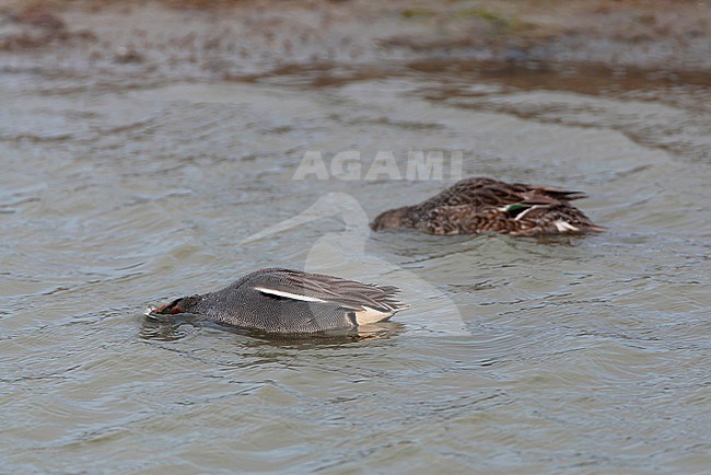 Eurasian Teal, Anas crecca, on Texel, Netherlands. Male and female together. stock-image by Agami/Marc Guyt,
