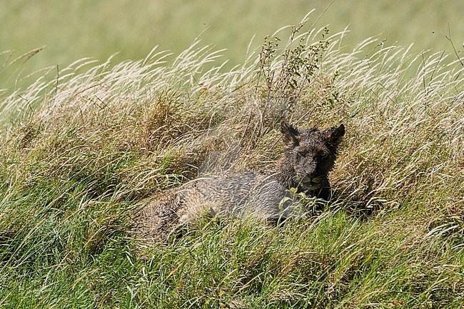 A lion cub, Panthera leo, covered by mud and lying in the grass. Seronera, Serengeti National Park, Tanzania stock-image by Agami/Sergio Pitamitz,