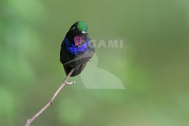 Garnet-throated Hummingbird (Lamprolaima rhami) perched on a branch in a rainforest in Guatemala. stock-image by Agami/Dubi Shapiro,