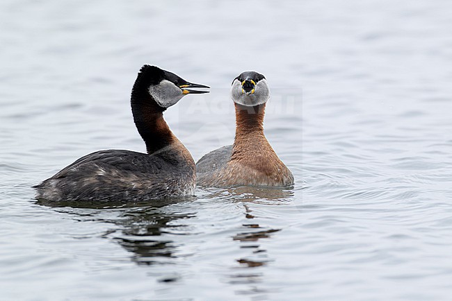 A couple of red-necked grebes (Podiceps grisegena) is displaying on Sulsdorfer Wieck at Fehmarn, an island at the german Baltic Sea stock-image by Agami/Mathias Putze,